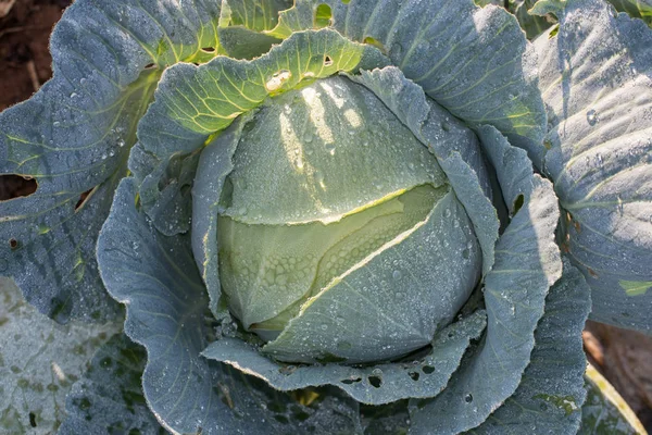 Portuguese green cabbage — Stock Photo, Image