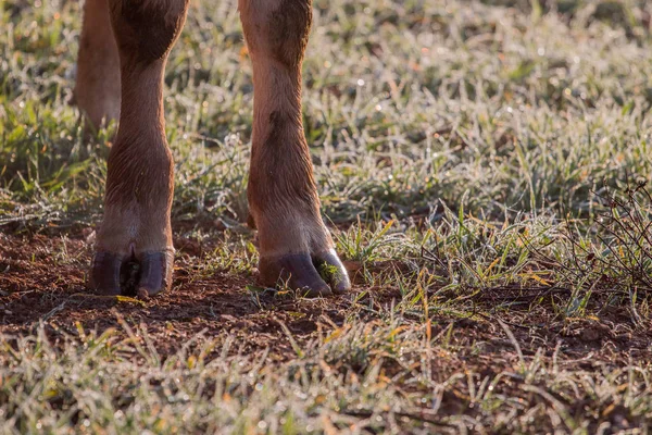 Pernas de vacas marrons — Fotografia de Stock