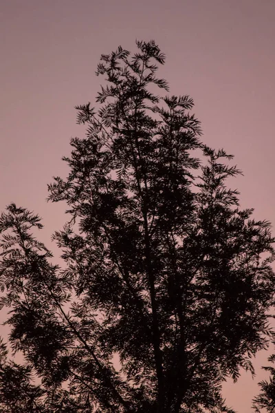 Silhueta arbórea ao pôr do sol — Fotografia de Stock