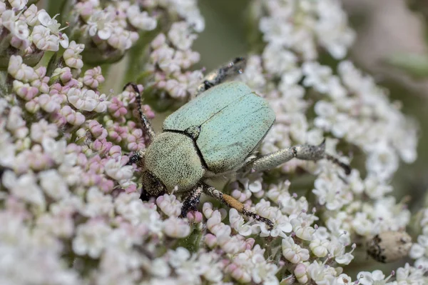 Green rose chafer — Stock Photo, Image