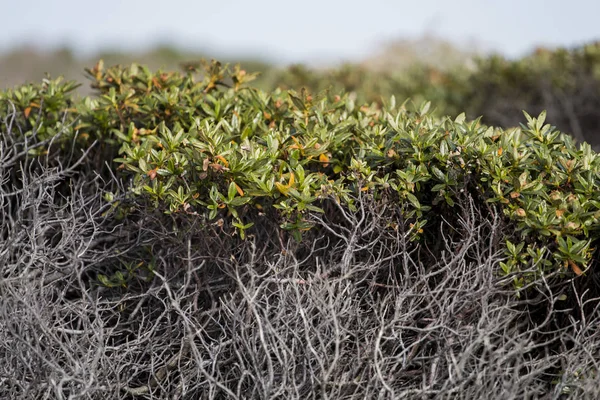 Cistus salviifolius arbusto — Fotografia de Stock