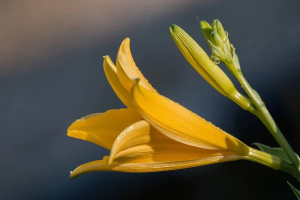 Κίτρινο λουλούδι Lilium — Φωτογραφία Αρχείου