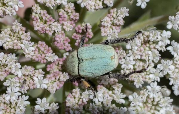 Green rose chafer — Stock Photo, Image