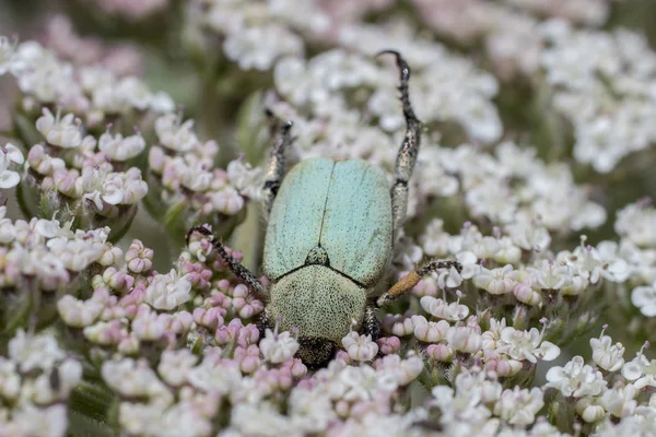 Groene rose chafer — Stockfoto