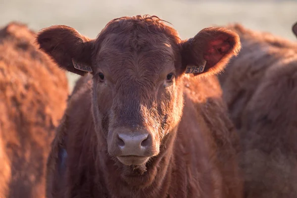 Close up of a brown cow — Stock Photo, Image