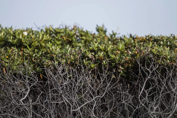 Cistus salviifolius arbusto — Fotografia de Stock