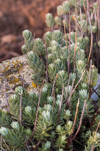 Sedum stonecrop espécie de planta — Fotografia de Stock