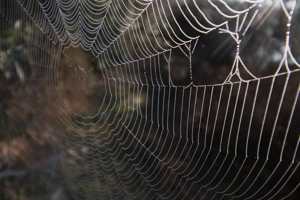 Intricate spider web — Stock Photo, Image