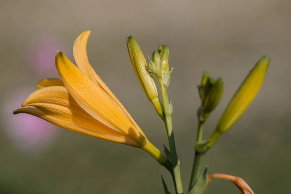Κίτρινο λουλούδι Lilium — Φωτογραφία Αρχείου