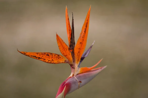 Pájaro del paraíso flor —  Fotos de Stock