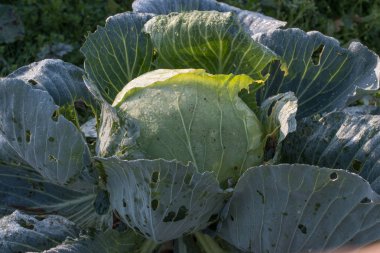 Portekizce yeşil lahana