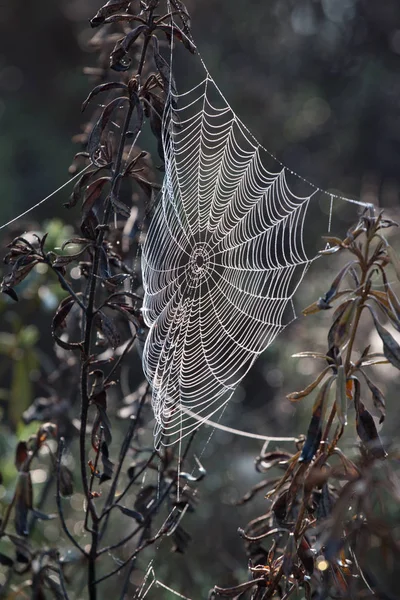 Složité pavučiny — Stock fotografie