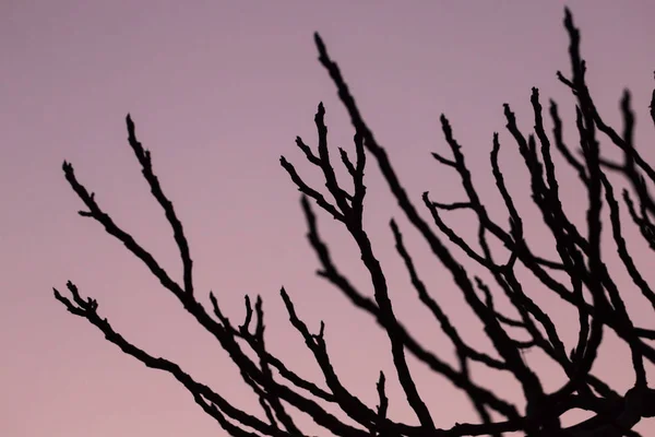 İncir ağacı siluet — Stok fotoğraf