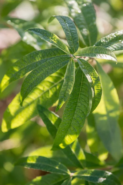Aloysia citrodora bitki — Stok fotoğraf