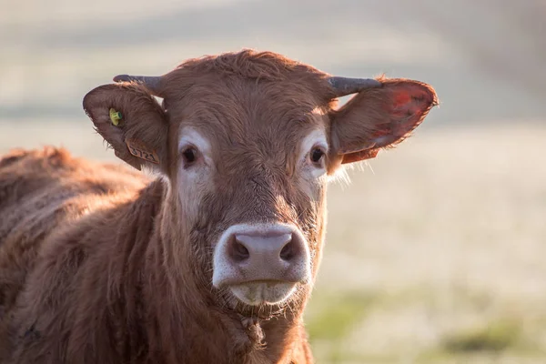 Close-up vista uma vaca marrom — Fotografia de Stock