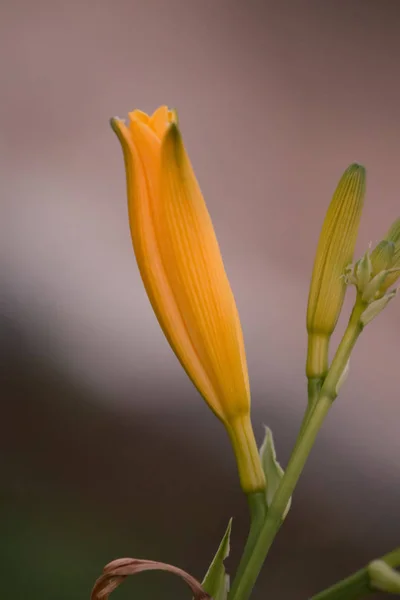 Κίτρινο λουλούδι Lilium — Φωτογραφία Αρχείου