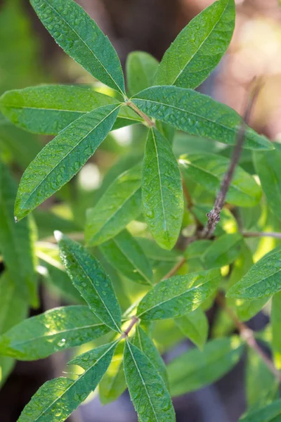Aloysia citrodora bitki — Stok fotoğraf