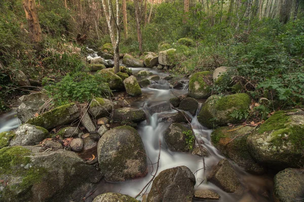 Fiume della foresta sano — Foto Stock