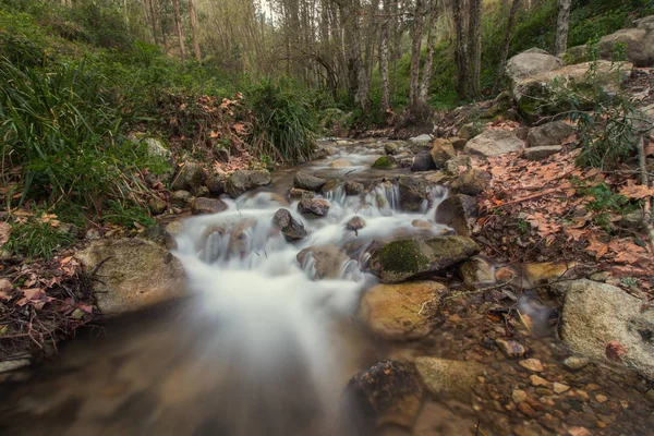 健全な森林の川 — ストック写真