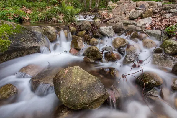 Fiume della foresta sano — Foto Stock