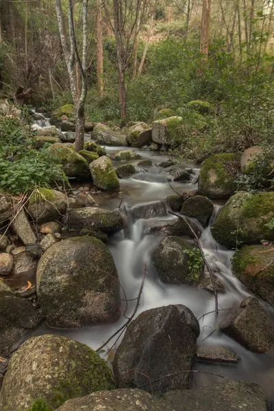 Sungai hutan yang sehat — Stok Foto