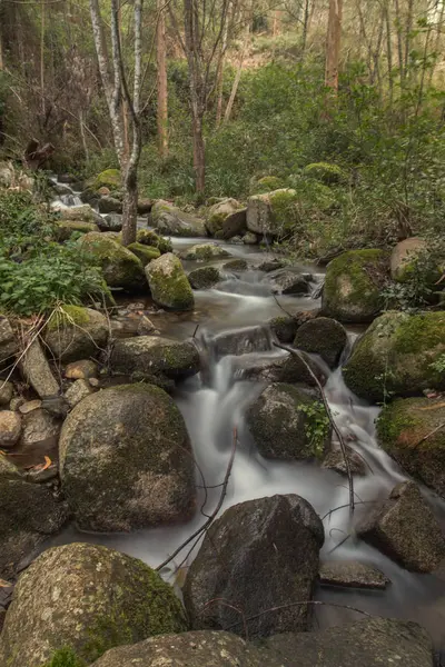 Fiume della foresta sano — Foto Stock