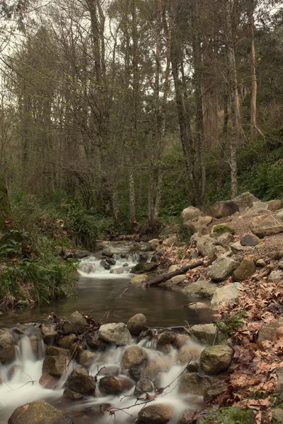 Rio da floresta saudável — Fotografia de Stock