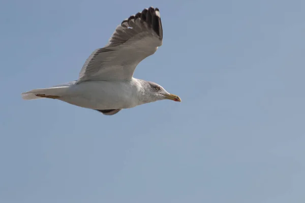 Seagull bird in plain flight — Stock Photo, Image