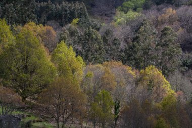 Dağ orman sonbahar sezonu