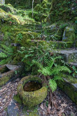 Bitki örtüsü ile eski merdiven