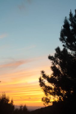 gün batımını ağaçlarda siluet