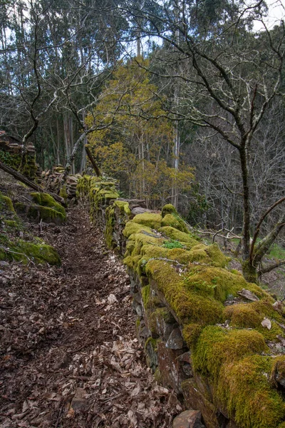 Typical stone wall with moss — Stock Photo, Image