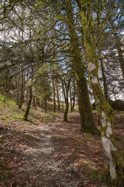 Alberi spogli in montagna — Foto Stock