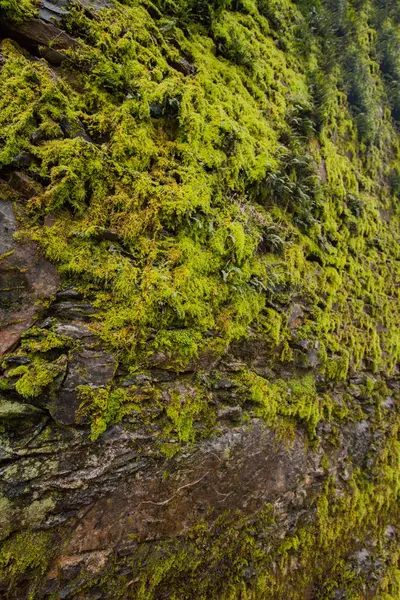 緑の苔の壁 — ストック写真