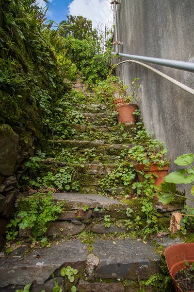 Escadas velhas com vegetação — Fotografia de Stock