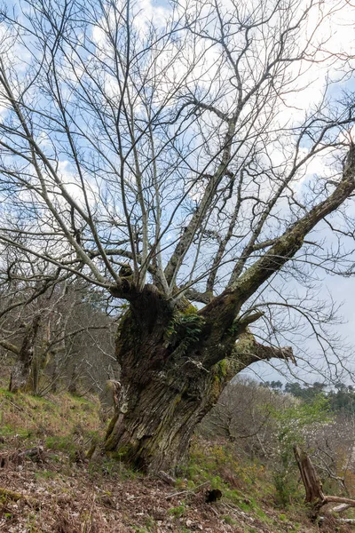 Quercia nella stagione fredda — Foto Stock