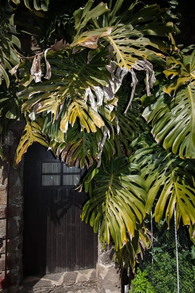 Пальмовий завод і сільські двері — стокове фото