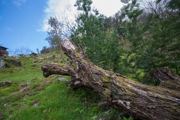 古いオークの木 — ストック写真