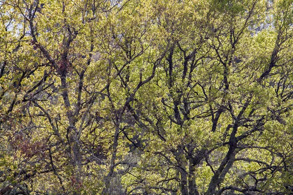 Stejari în sezonul rece — Fotografie, imagine de stoc