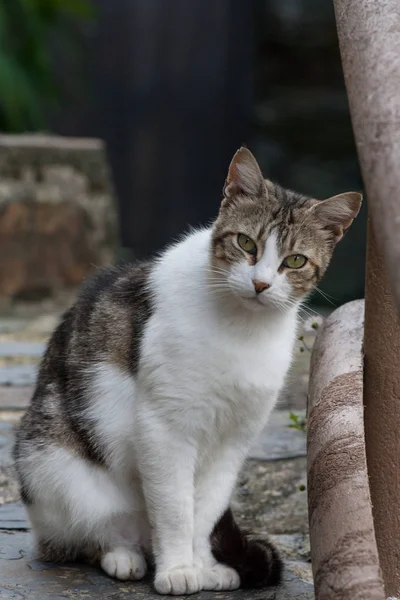 Common domestic cat — Stock Photo, Image