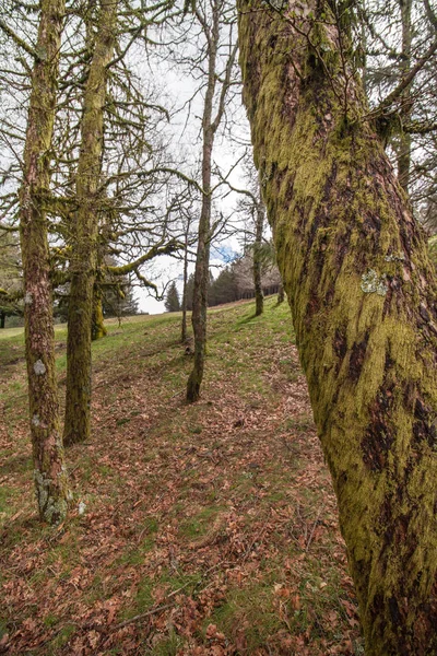 Голі дерева в горах — стокове фото