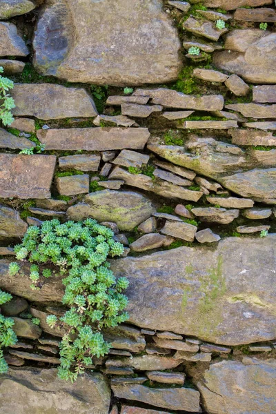 Piedra esquistica con vegetación —  Fotos de Stock