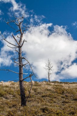 Dağda ölü ağaçlar