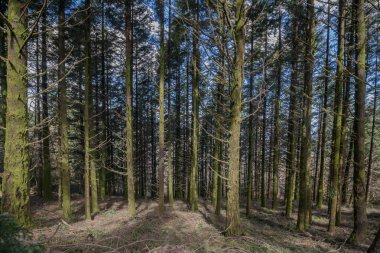 Sık çam ağacı orman