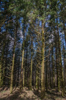 Sık çam ağacı orman