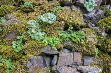 Şist taş bitki örtüsü ile