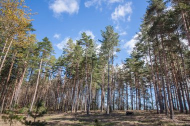 Sık çam ağacı orman