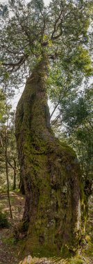 soğuk sezonda meşe ağacı