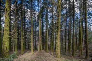 Sık çam ağacı orman