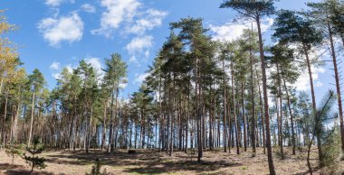 Sık çam ağacı orman